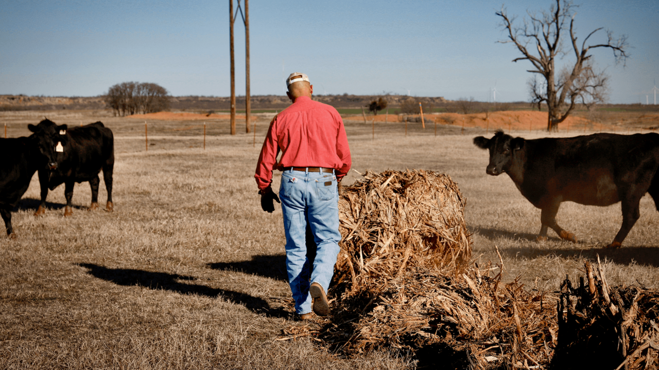 Cattle ranchers shocked to discover Trump betrayed them